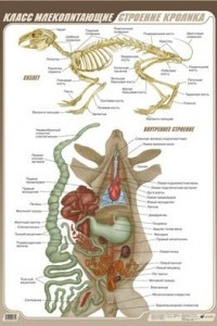 Книга Класс Млекопитающие. Строение кролика. Таблица